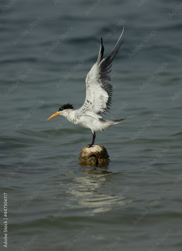 Greater Crested Tern preening at Busaiteen coast, Bahrain