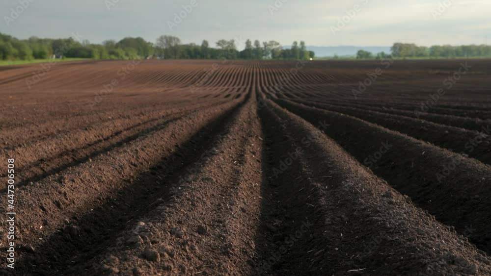 Agricultural field with even rows in the spring