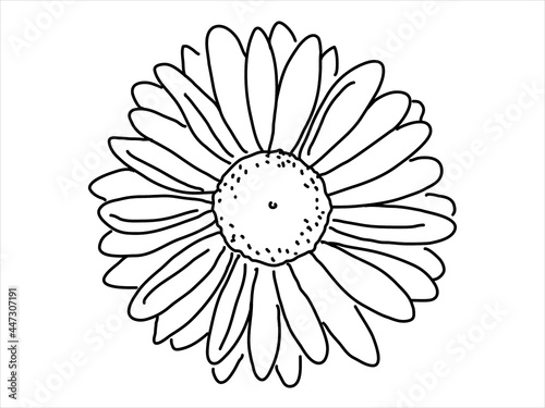 Chamomile in the doodle style. Hand-drawn silhouette of pharmacy flower. 
Botanical medicinal vector plant