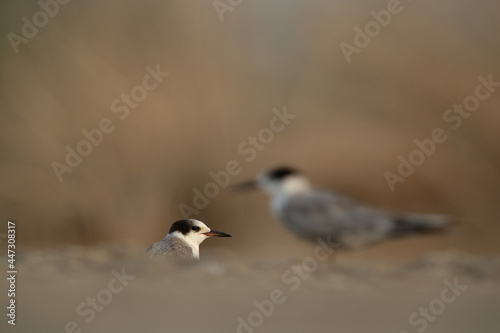 Selective focus on juvenile White-cheeked Tern at Asker marsh, Bahrain © Dr Ajay Kumar Singh