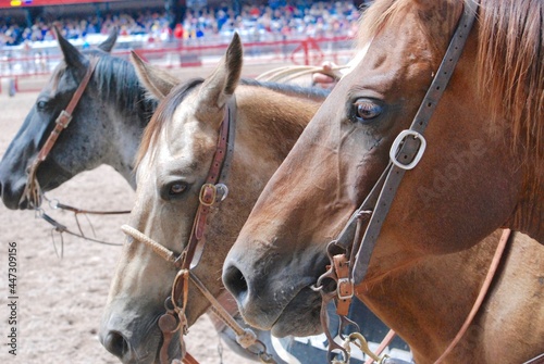 Horses waiting their turn in the arena  © Verbbaitum