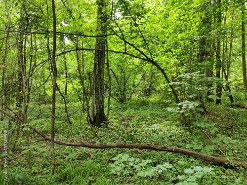 path in the forest in the summer 