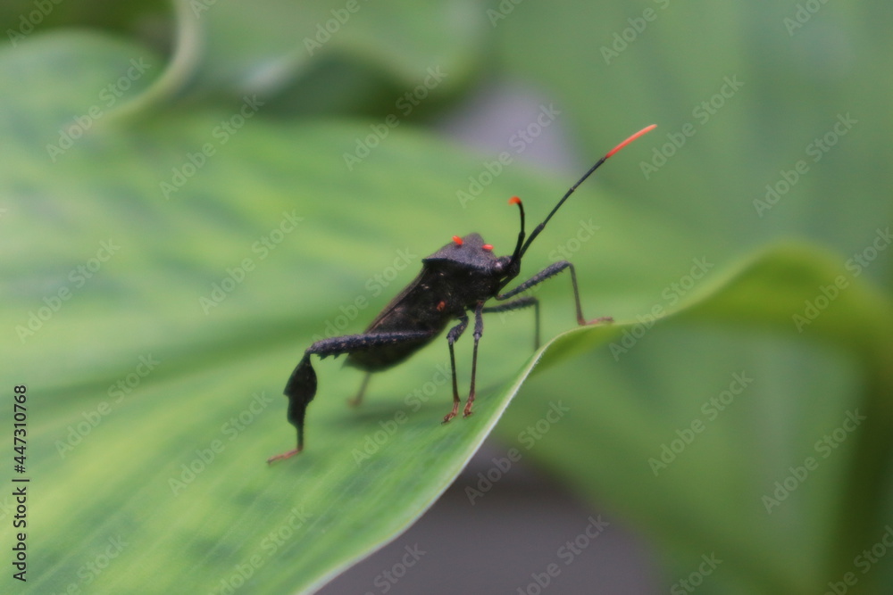 Naklejka premium black and red stink bug, leaf footed coreidae Leptoglossus