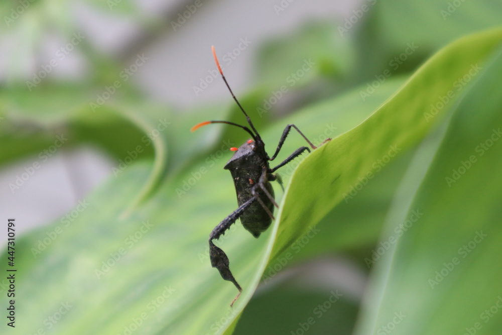 black and red stink bug, leaf footed coreidae Leptoglossus black and red stink bug, leaf footed coreidae Leptoglossus