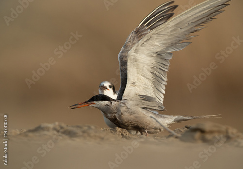 White-cheeked Tern takeoff at Asker marsh, Bahrain © Dr Ajay Kumar Singh
