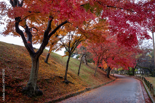 紅葉の道