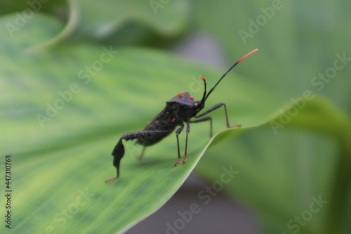 black and red stink bug, leaf footed coreidae Leptoglossus © scott