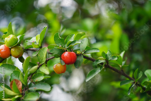 Fresh organic Acerola cherry on the tree.