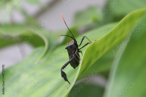 black and red stink bug, leaf footed coreidae Leptoglossus
