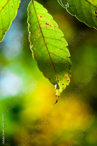 나뭇잎 접사