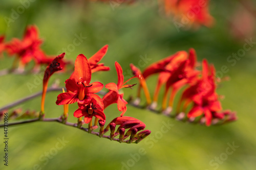 Bl  hende Montbretie  Crocosmia   Nahaufnahme