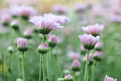 Small pink chrysanthemum flower fled