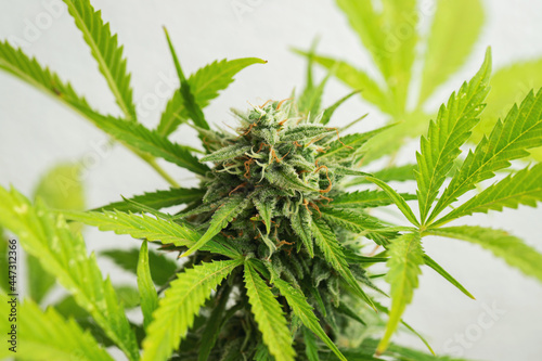 Cannabis buds close-up on a light background. A mature marijuana bush