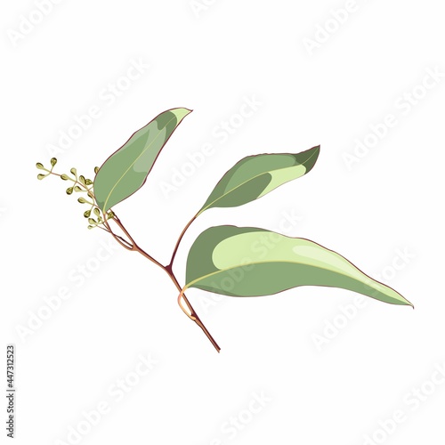 Eucalyptus plants. Rustic foliage branch with leaves and flowers for wedding invitation cards, decorative herbs collection.