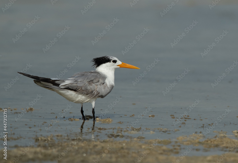 Portrait of a Greater Crested Tern at Busaiteen coast, Bahrain Portrait of a Greater Crested Tern at Busaiteen coast, Bahrain