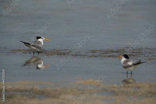 A pair of Greater Crested Tern at Busaiteen coast  Bahrain