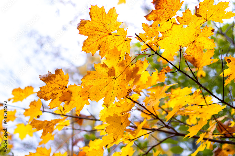Maple branch with yellow autumn leaves on a light background Maple branch with yellow autumn leaves on a light background