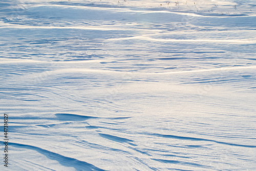 Snowy background, snow-covered wavy surface of the earth after a blizzard in the morning in the sunlight