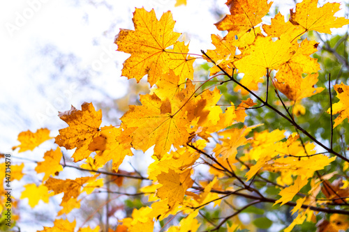 Maple branch with yellow autumn leaves on a light background