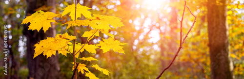 Autumn forest with yellow maple leaves in the evening sun  atmospheric autumn panorama