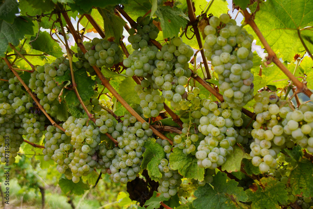 reife Weintrauben kurz vor der Weinlese in einem Weinberg 