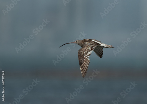 Eurasian curlew flying at Busiateen coast  Bahrain