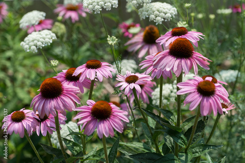 coneflowers and queen anne s lace growing together in a garden