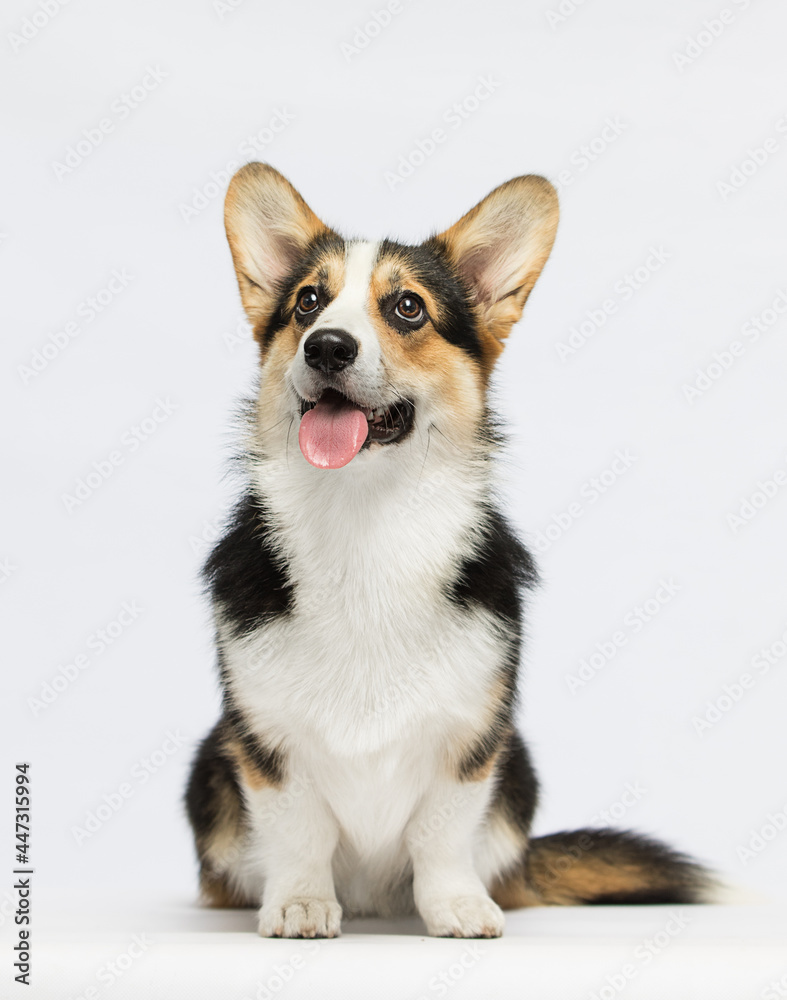 adult corgi dog looking on a white background