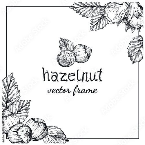 Hazelnut hand-drawn frame or background. Sketches in the vintage style of engraving