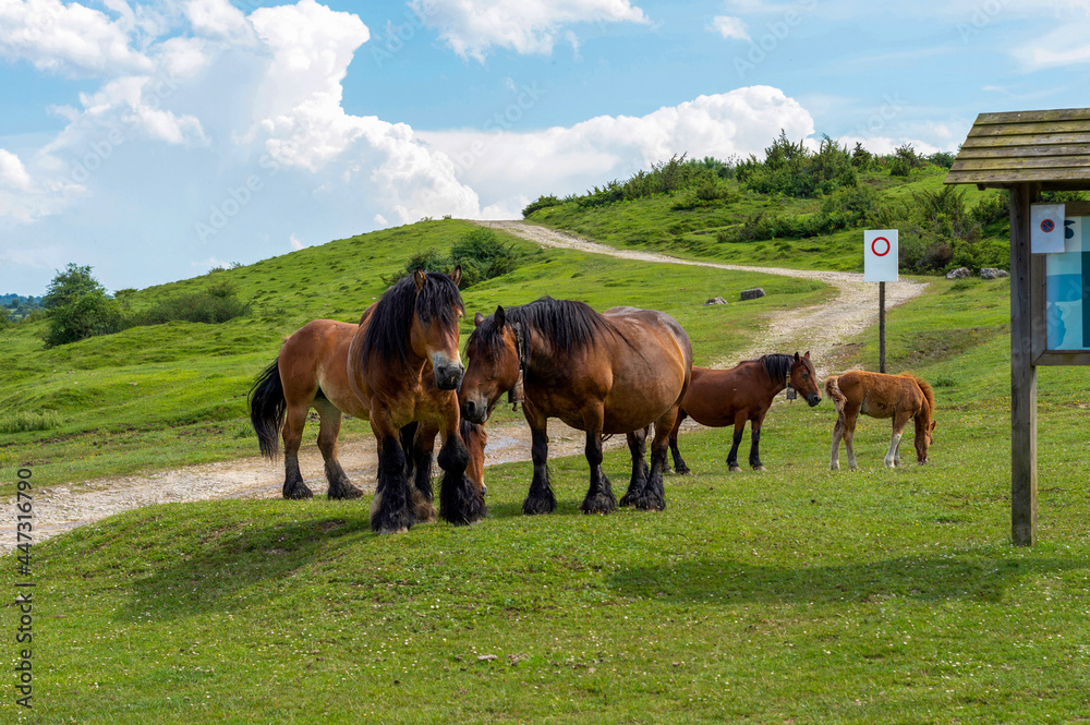Obraz premium STURDY HORSES IN ALTA MOUNTAIN, NAVARRE, SPAIN