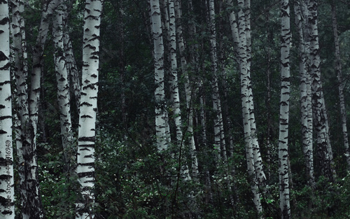 Fototapeta Naklejka Na Ścianę i Meble -  composition with birches
