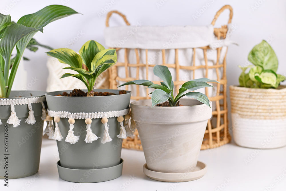 Obraz premium Different hosta plants in flower pots in front of home decor items