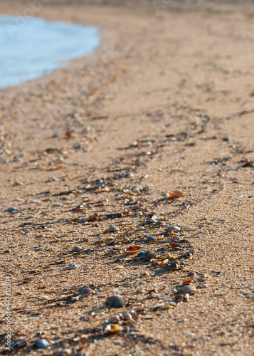 Small seashells on a sandy beach, selective focus.