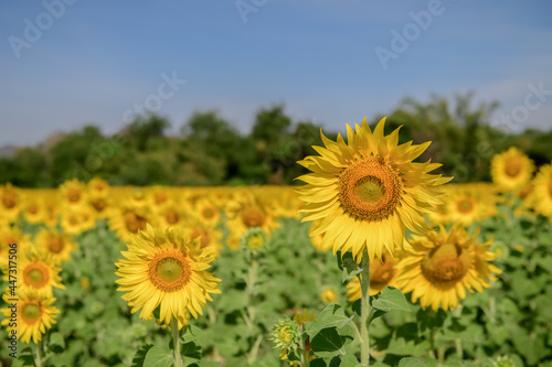 Beautiful sunflower in sunflower field on summer