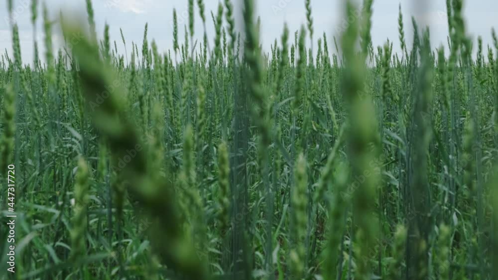 Walk through wheat field among waving ears wheat against background gray clouds. Walk through wheat field among waving ears wheat against background gray clouds.