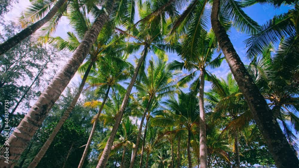 Coconut palm trees and tropical sea. Summer vacation and tropical beach concept. Coconut palm grows on white sand beach. Alone coconut palm tree in front of freedom beach Phuket, Thailand. Coconut palm trees and tropical sea. Summer vacation and tropical beach concept. Coconut palm grows on white sand beach. Alone coconut palm tree in front of freedom beach Phuket, Thailand.