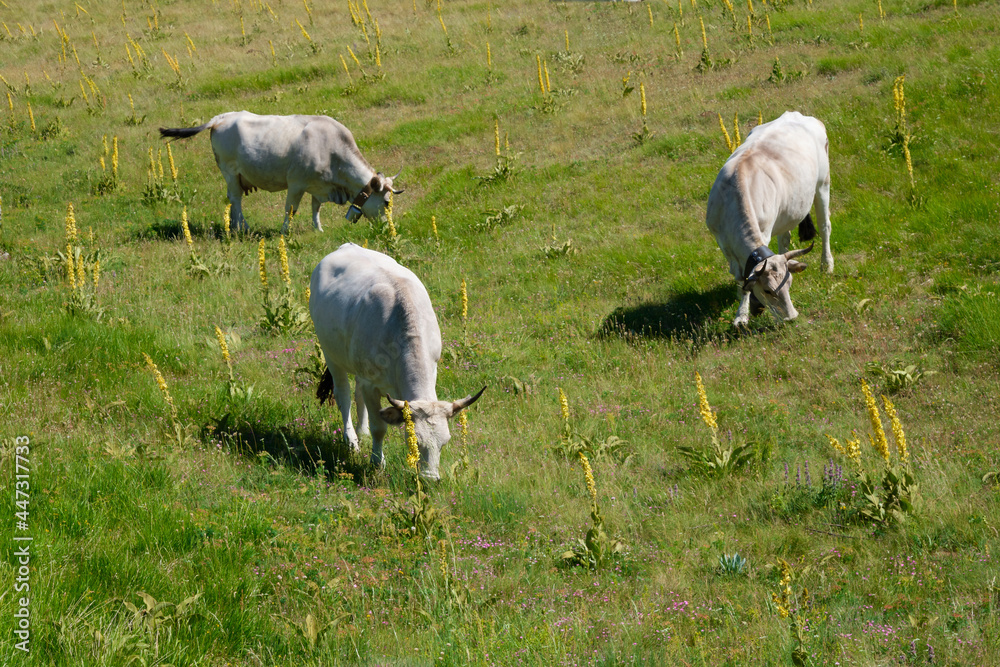 three cows eating grass at campo imperatore abruzzo three cows eating grass at campo imperatore abruzzo