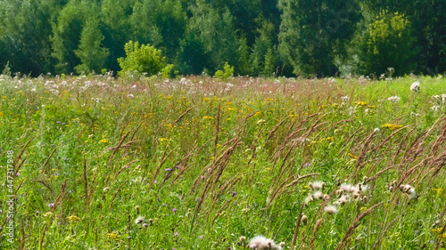 Obraz na płótnie A summer meadow with motley grass w salonie