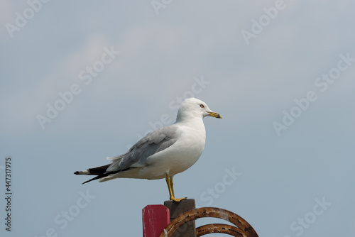 seagull on the beach