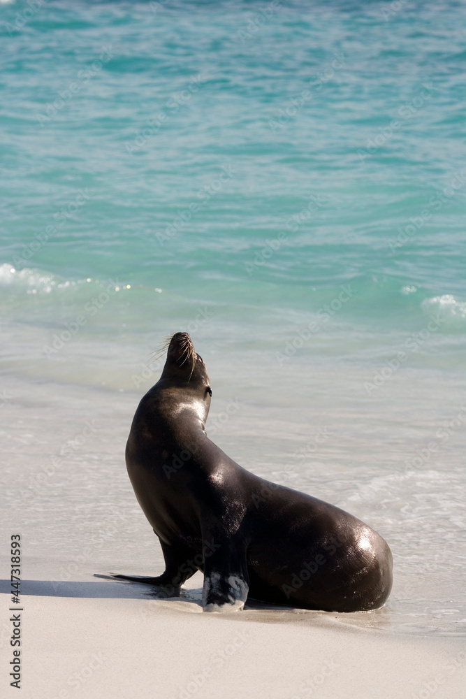 Fototapeta premium Galapagos Sea lion ( Zalophus wollebacki ) on a beach at Gardner Bay, Espanola Island, Galapagos, Ecuador