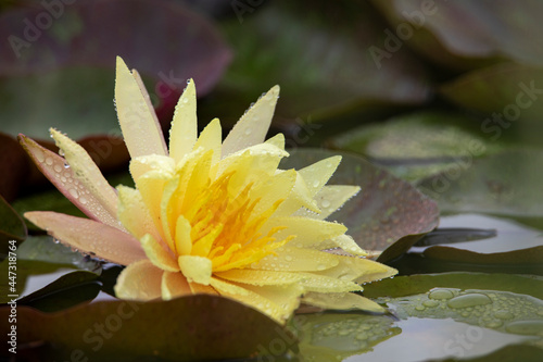 Wallpaper Mural 연못에서 피어난 노란색 수련 Torontodigital.ca