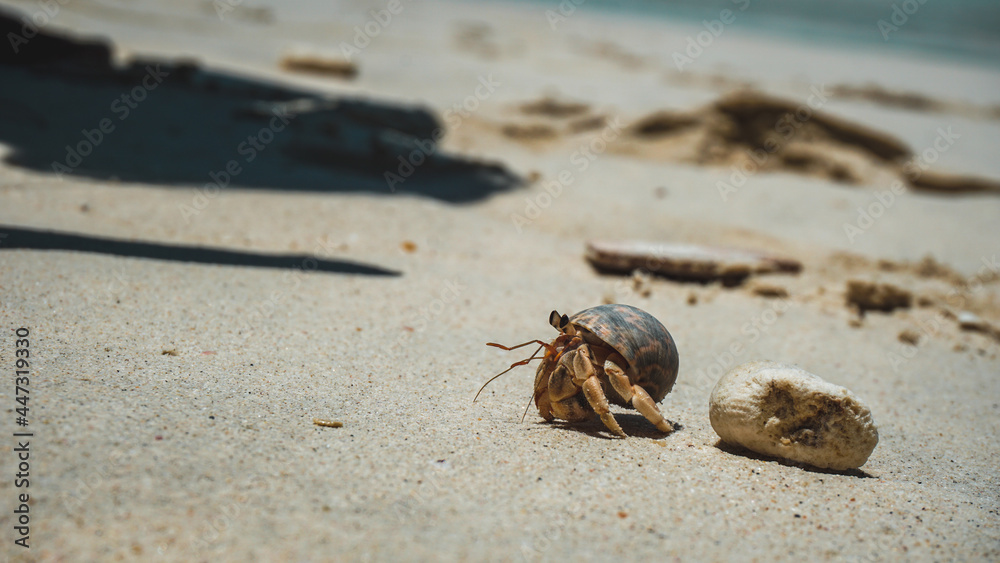 Hermit crabs have light brown carapace on the sandy beach. Hermit crabs have light brown carapace on the sandy beach.