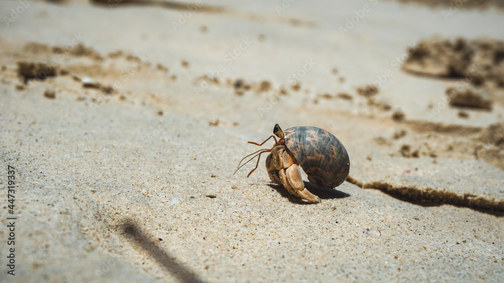 Hermit crabs have light brown carapace on the sandy beach.