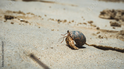 Hermit crabs have light brown carapace on the sandy beach.