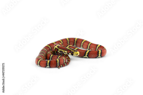 Burmese Bella Rat Snake isolated on white background