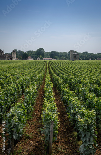 vineyard in burgundy region France