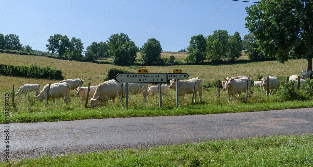 herd of charolais cows on a meadow with road signs