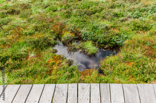 Moortümpel in Moorlandschaft