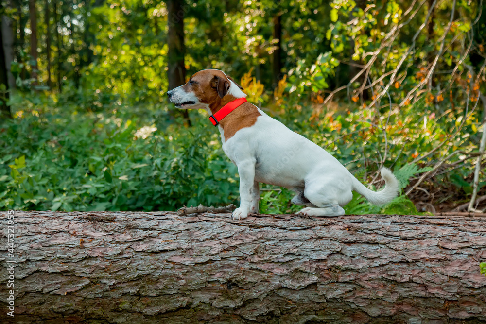 Male jack russell terrier sits on a log in a forest, side view