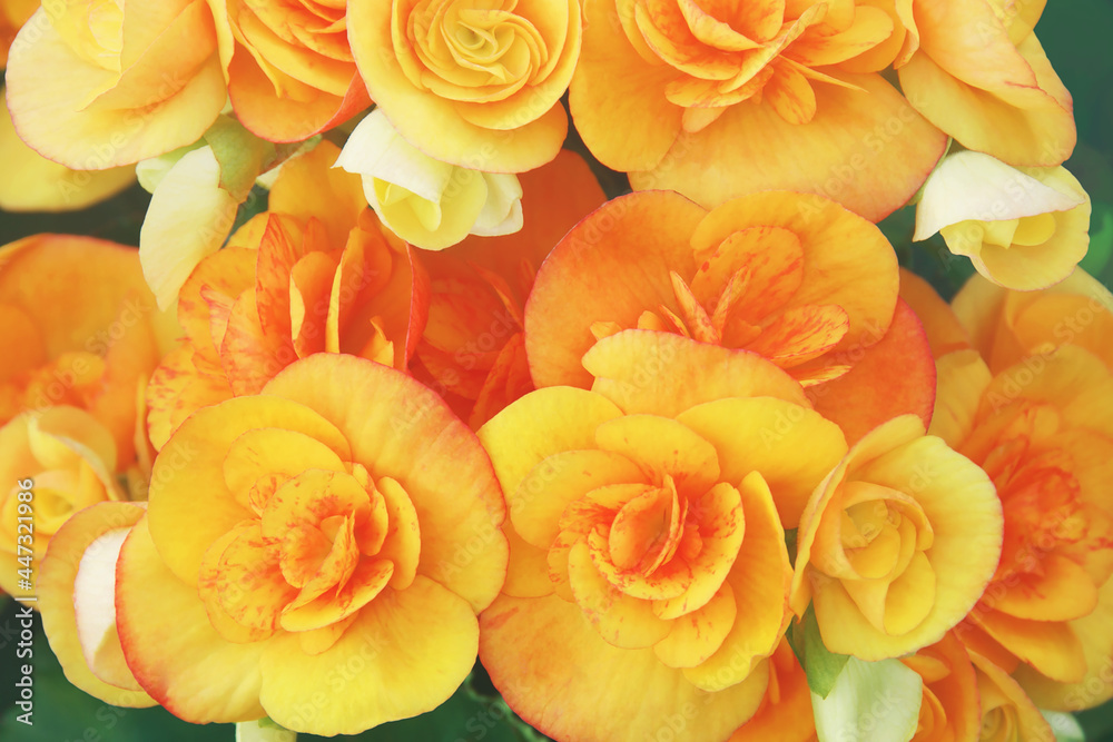 Blooming Orange Begonia Flowers in the Garden